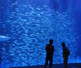 水族館に行って来ました